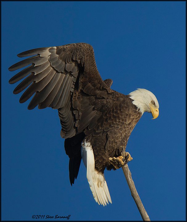 _1SB8515 american bald eagle.jpg
